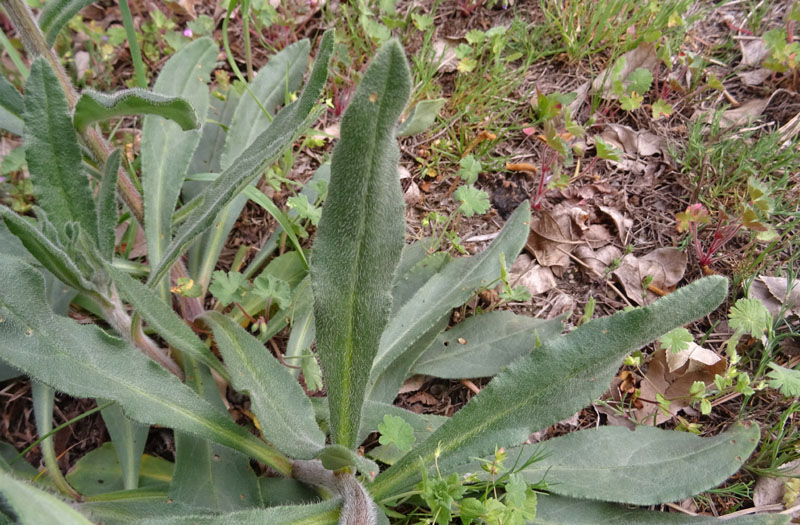 Anchusa officinalis - Boraginaceae